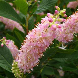 Clethra alnifolia Pink Spire